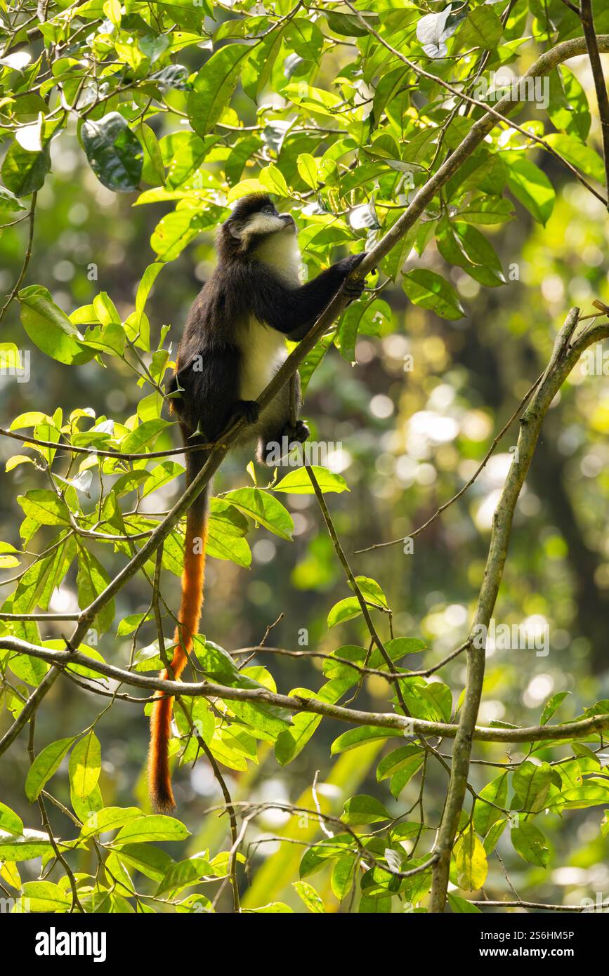 Rotschwanzaffe Cercopithecus ascanius, erwachsen im Baum, Bwindi Unpenetrable Forest, Uganda, September Stockfoto