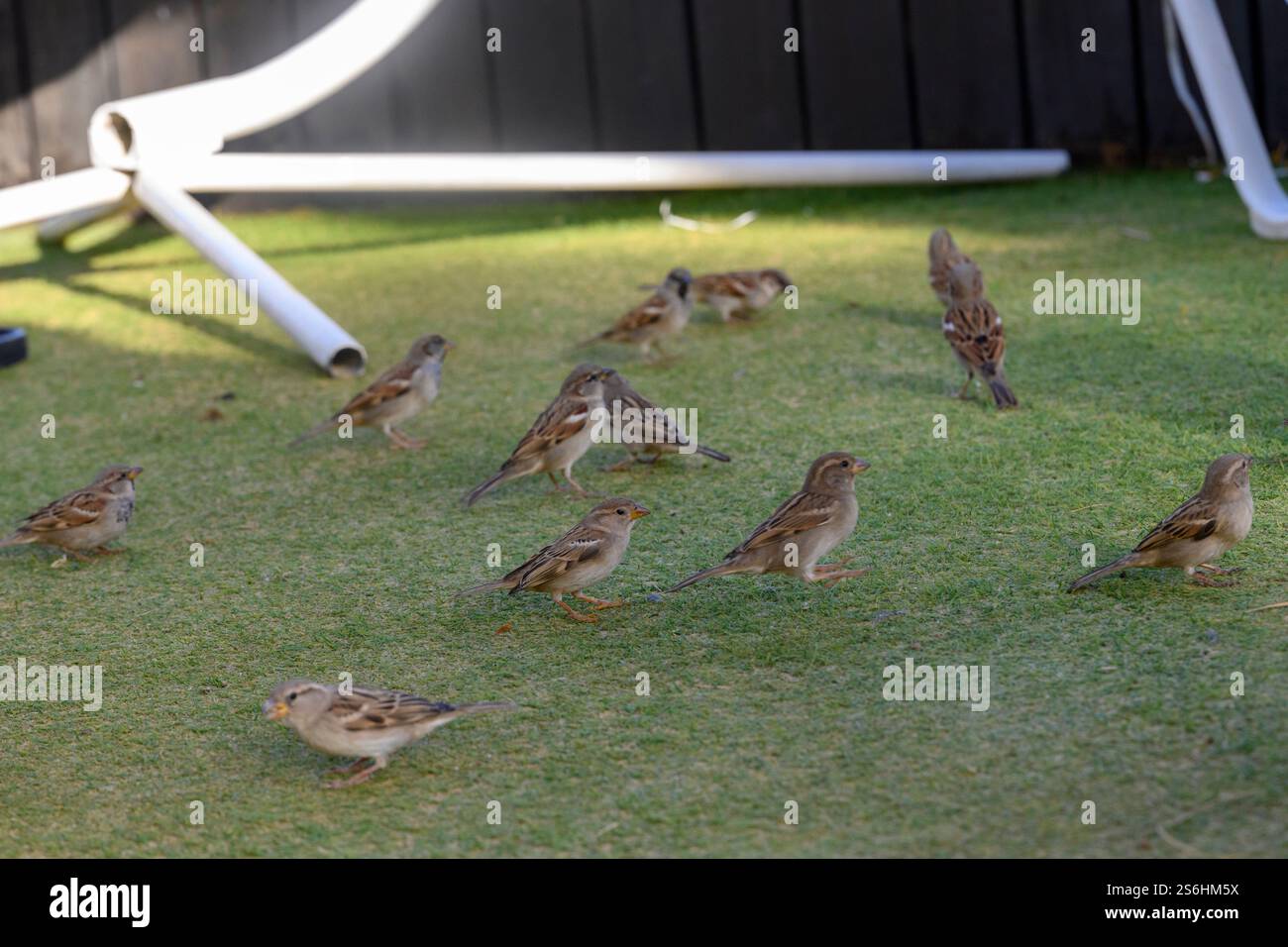 Eine große Schar Haussperling (Passer domesticus عصفور دوري) fotografiert am Toten Meer in Israel im Dezember Stockfoto