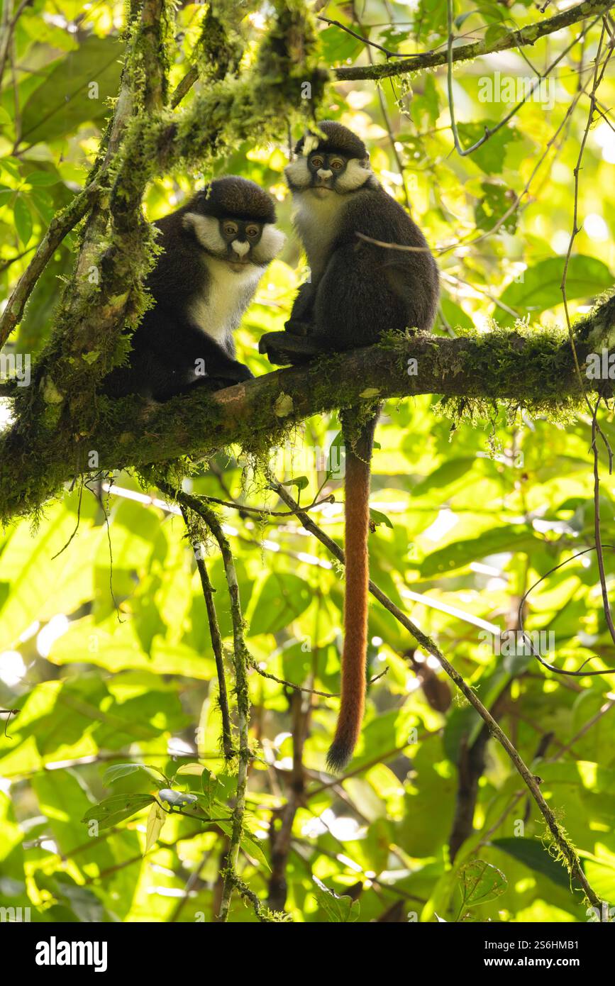 Rotschwanzaffe Cercopithecus ascanius, erwachsen im Baum, Bwindi Unpenetrable Forest, Uganda, September Stockfoto