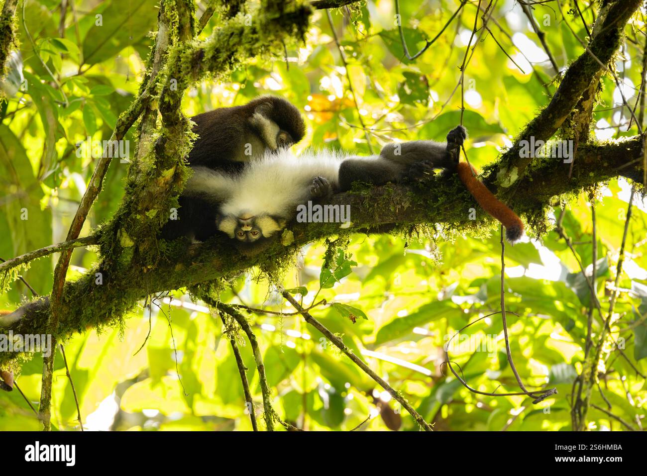Rotschwanzaffe Cercopithecus ascanius, erwachsen im Baum, Bwindi Unpenetrable Forest, Uganda, September Stockfoto