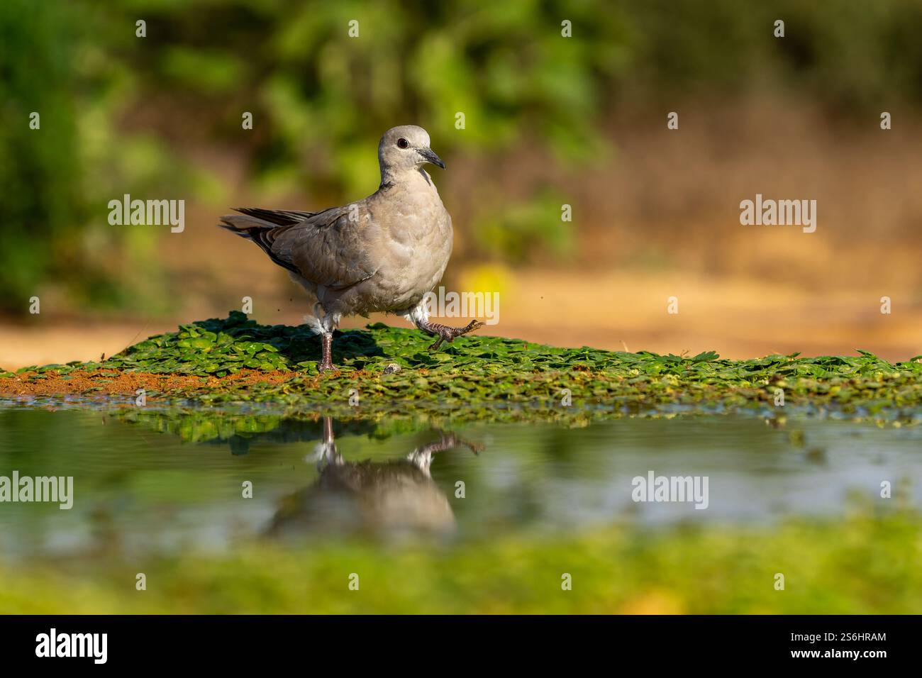 Ringtaube (Streptopelia capicola) spiegelt sich in einem Wasserbecken in der Wüste Negev, Israel Stockfoto