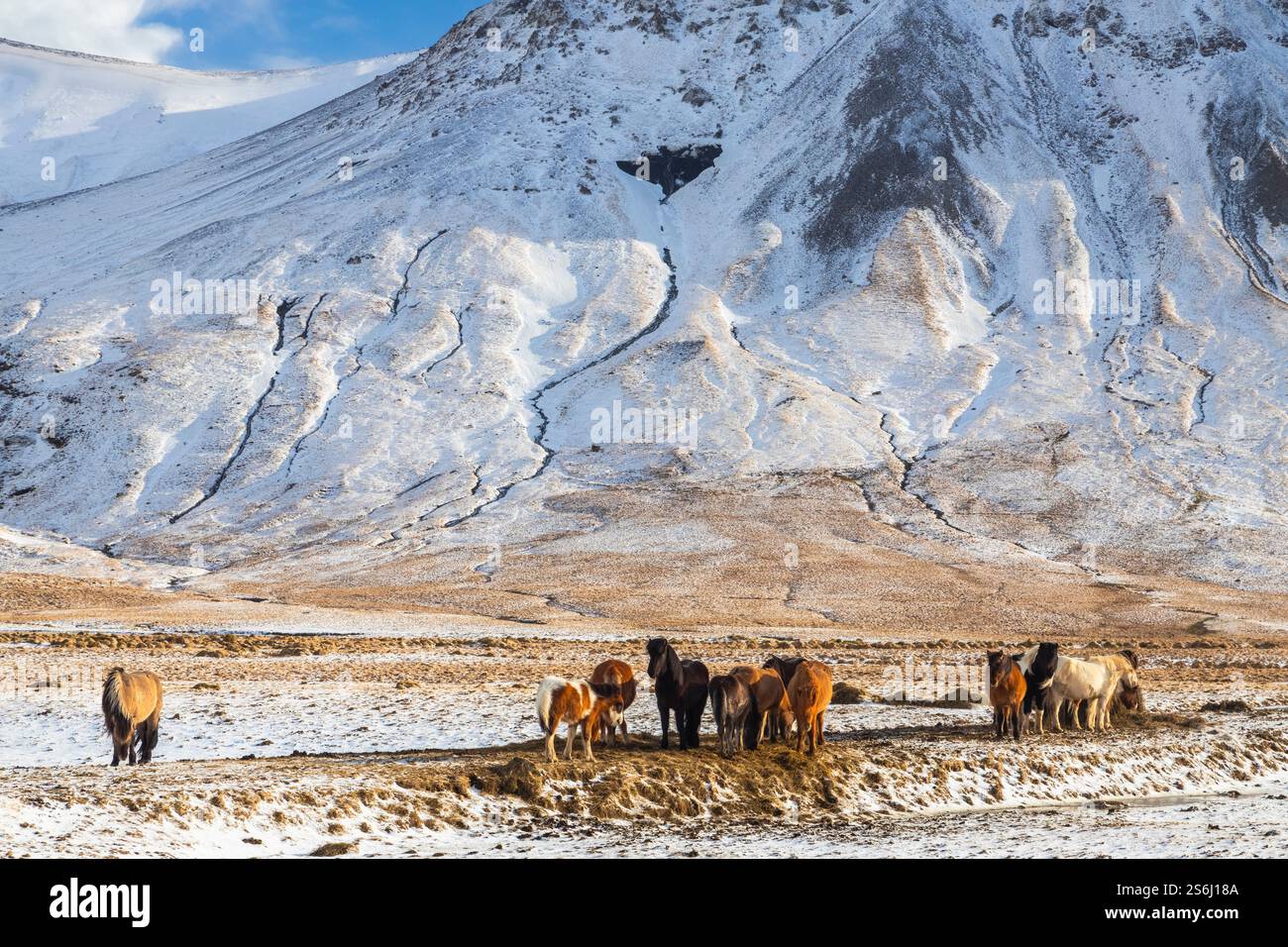 Blick auf typisch isländische Pferde im Winter. Südisland, Europa. Stockfoto