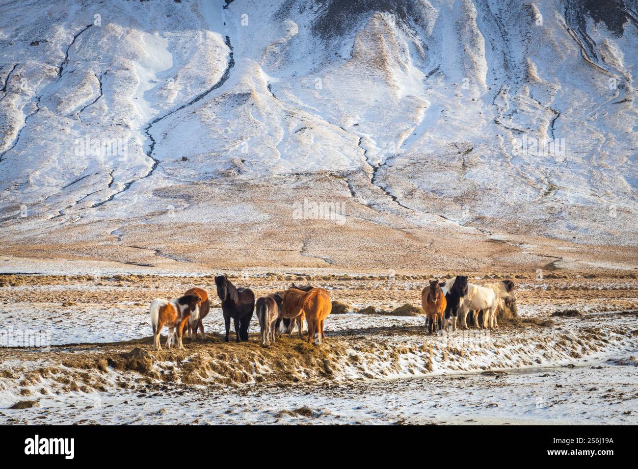Blick auf typisch isländische Pferde im Winter. Südisland, Europa. Stockfoto
