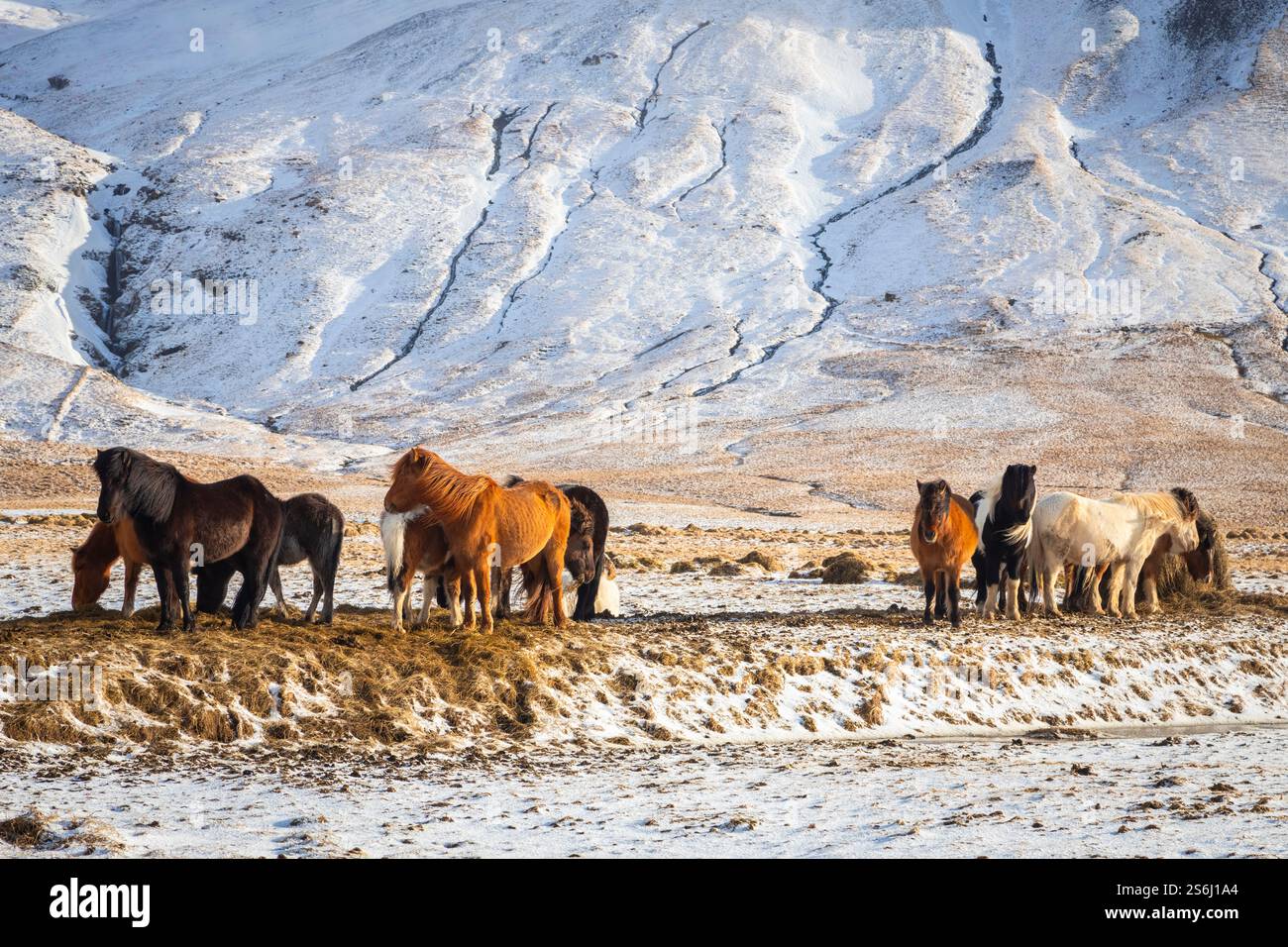 Blick auf typisch isländische Pferde im Winter. Südisland, Europa. Stockfoto