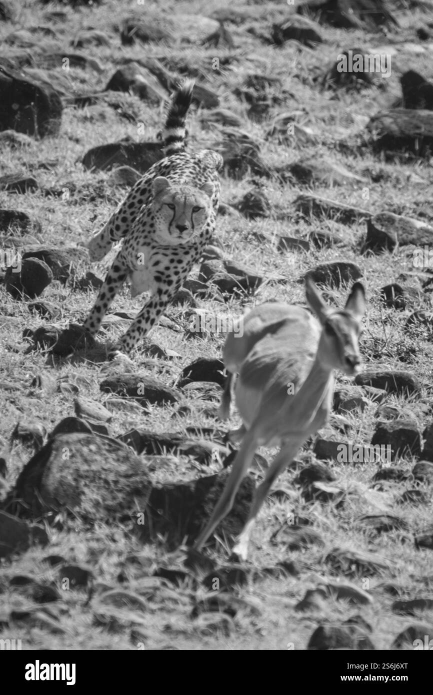 Mono-weiblicher Gepard jagt Impala auf Felsen Stockfoto