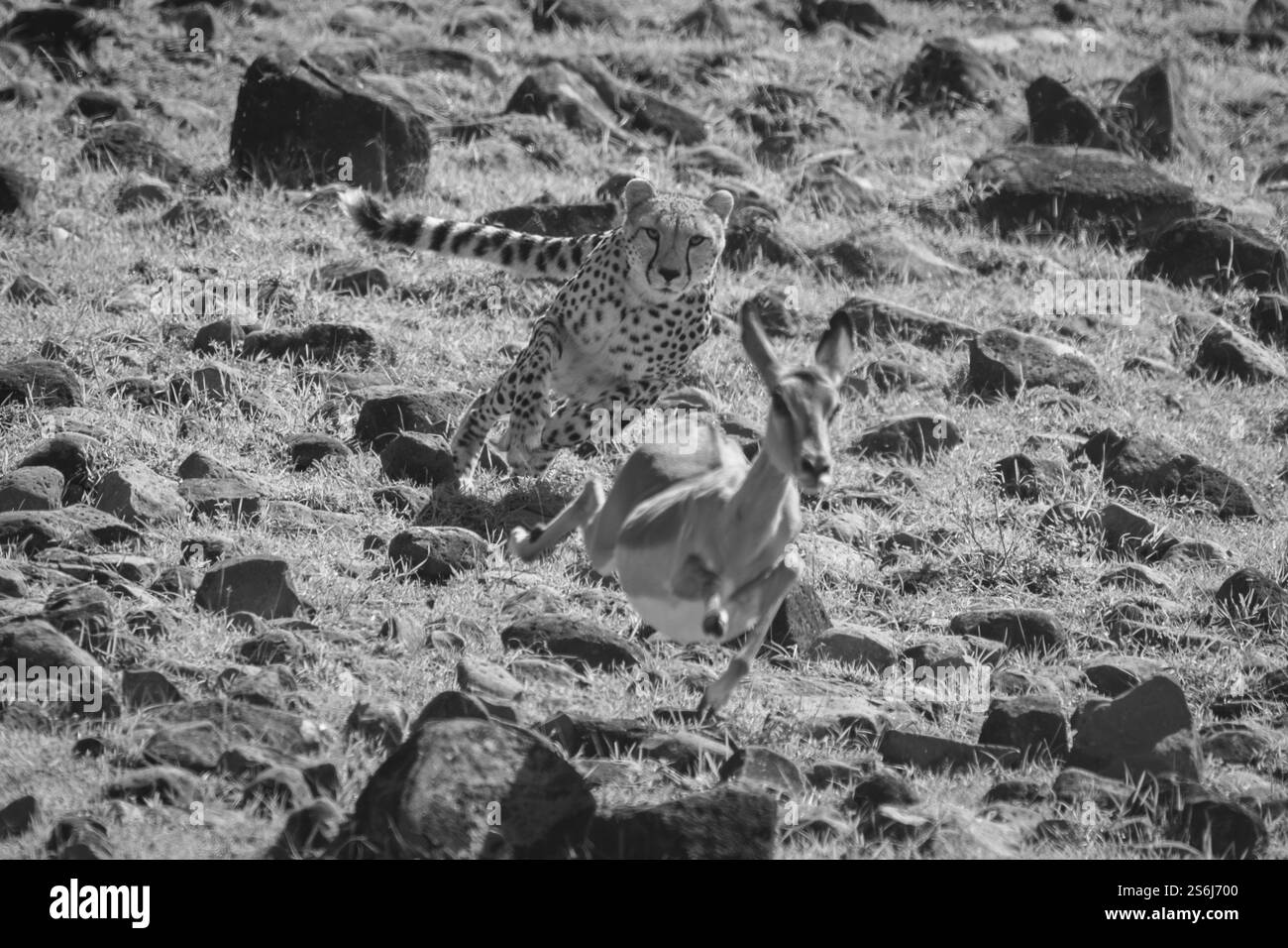 Mono-weiblicher Gepard jagt Impala über Felsen Stockfoto