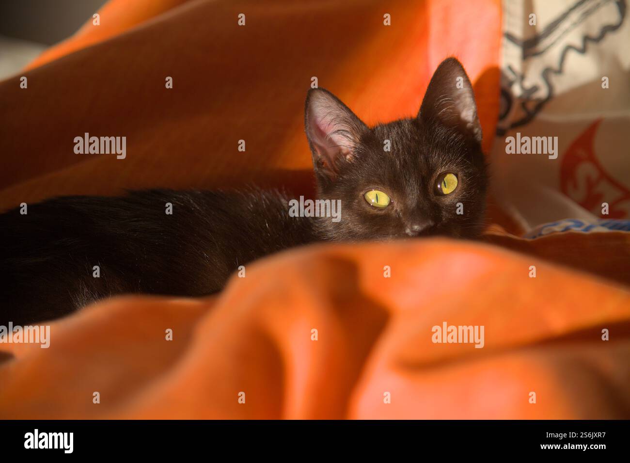 Eine elegante schwarze Katze entspannt sich auf einer weichen orangen Decke, seine leuchtend gelben Augen blickend in das warme Umgebungslicht getaucht. Stockfoto