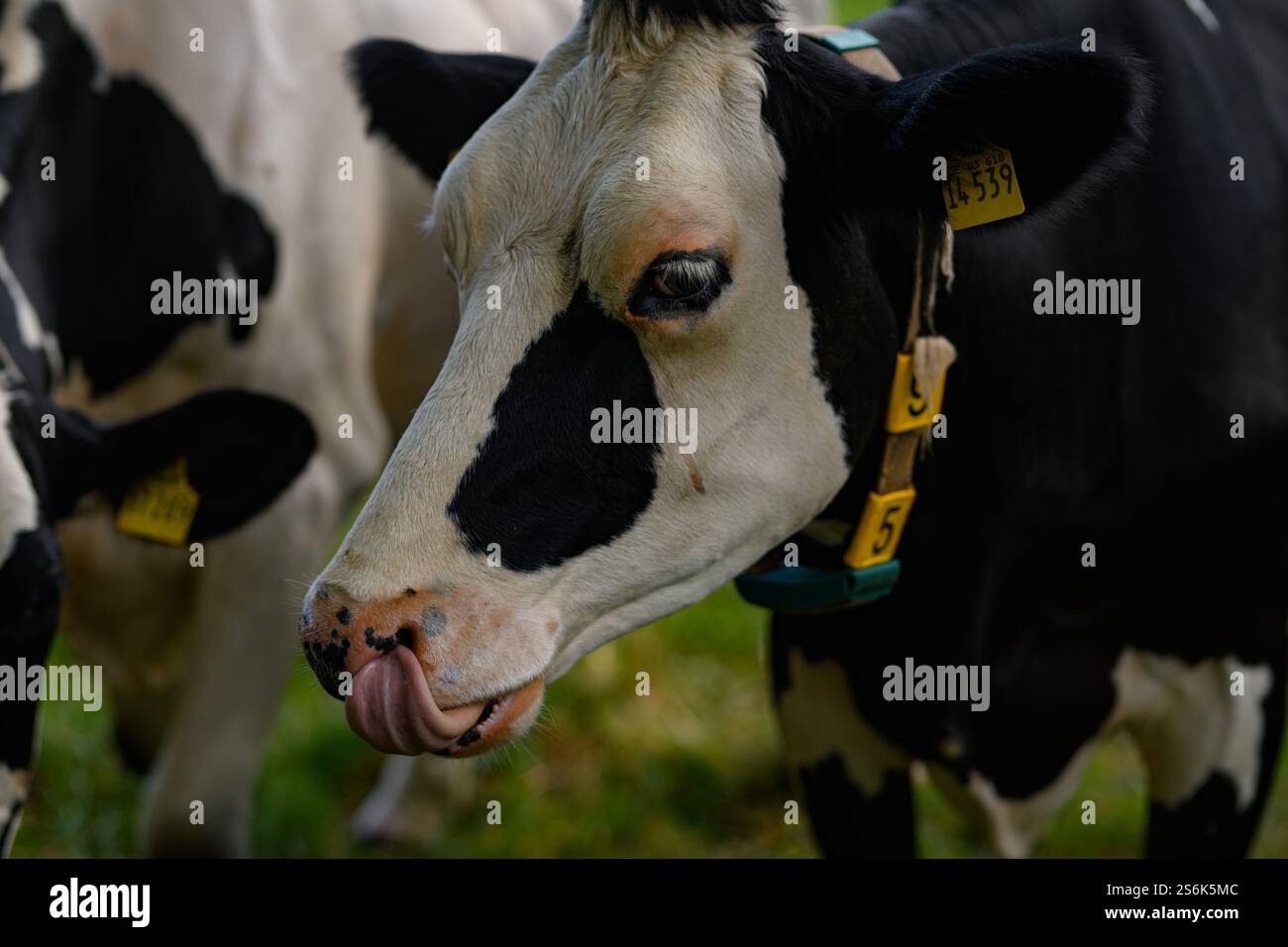 Holstein Kuhherde. Kuhherde auf dem Bauernhof. Milchkuhherde auf der Wiese. Kuhzucht. Schwarz-weiße Kühe auf grasbewachsenem Feld. Holsteinkühe Stockfoto