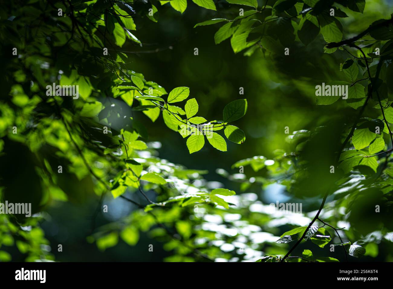 Grüner Blatthintergrund. Grüner Laub Wald grüner Hintergrund. Waldhintergrund. Grüner Naturhintergrund. Grünes Blatt im Wald. Hinterlässt Pflanzen im Hintergrund Stockfoto