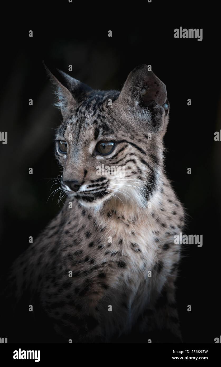 Der iberische Luchse Lynx pardinus Stockfoto