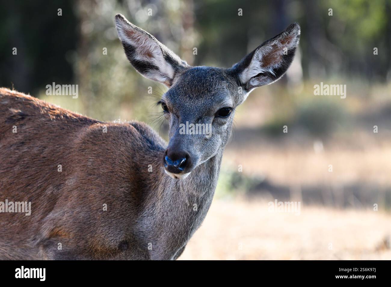 Der Rotwild (Cervus elaphus) Naturfotografie Stockfoto