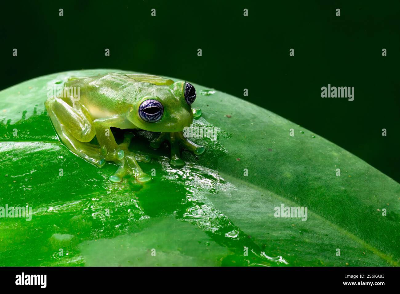 Geisterglasfrosch (Sachatamia ilex) sitzt auf Blatt, Costa Rica Stockfoto
