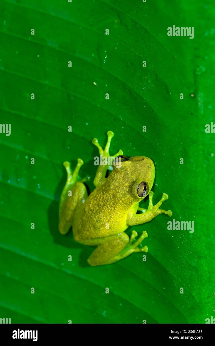 Gesprenkelter Glasfrosch (Teratohyla pulverata) auf Blatt, Costa Rica Stockfoto