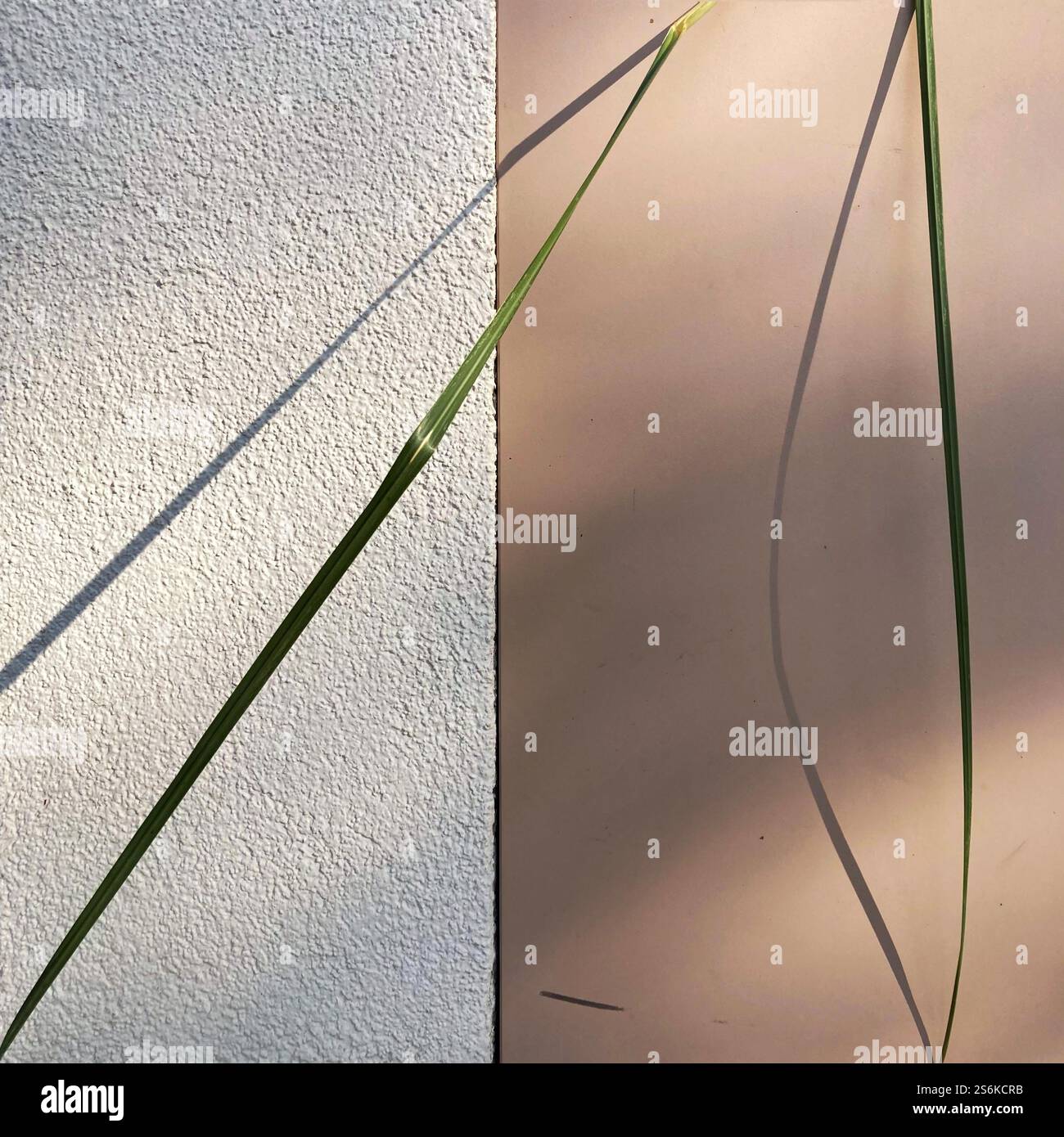 Künstlerische Komposition des sanften Lichtschatzes von Grasklingen an einer strukturierten und glatten Wand. - Smartphone-aufgenommenes Stockfoto