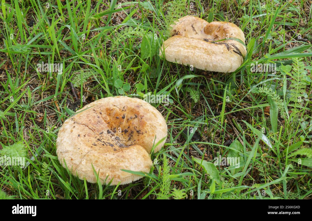 Essbare Pilze wachsen im Wald auf grünem Gras Stockfoto