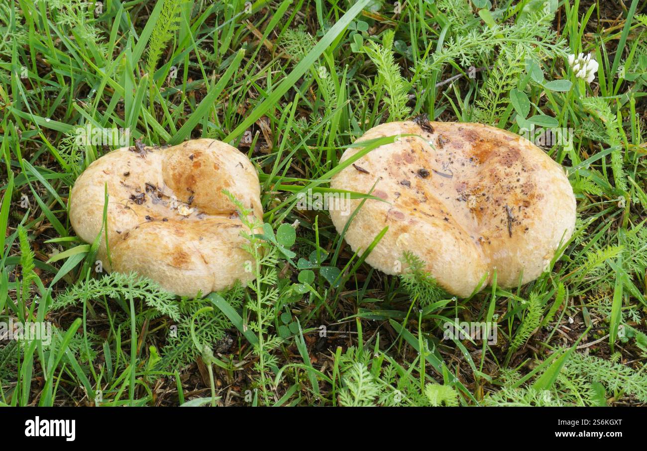 Essbare Pilze wachsen im Wald auf grünem Gras Stockfoto