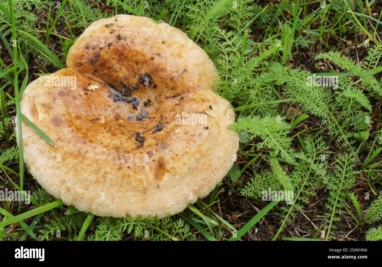 Essbare Pilze wachsen im Wald auf grünem Gras Stockfoto