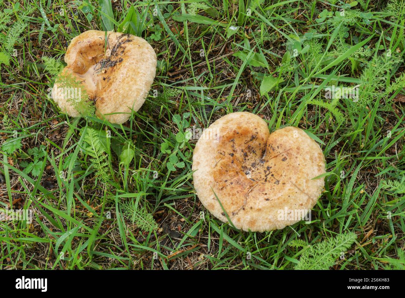 Essbare Pilze wachsen im Wald auf grünem Gras Stockfoto