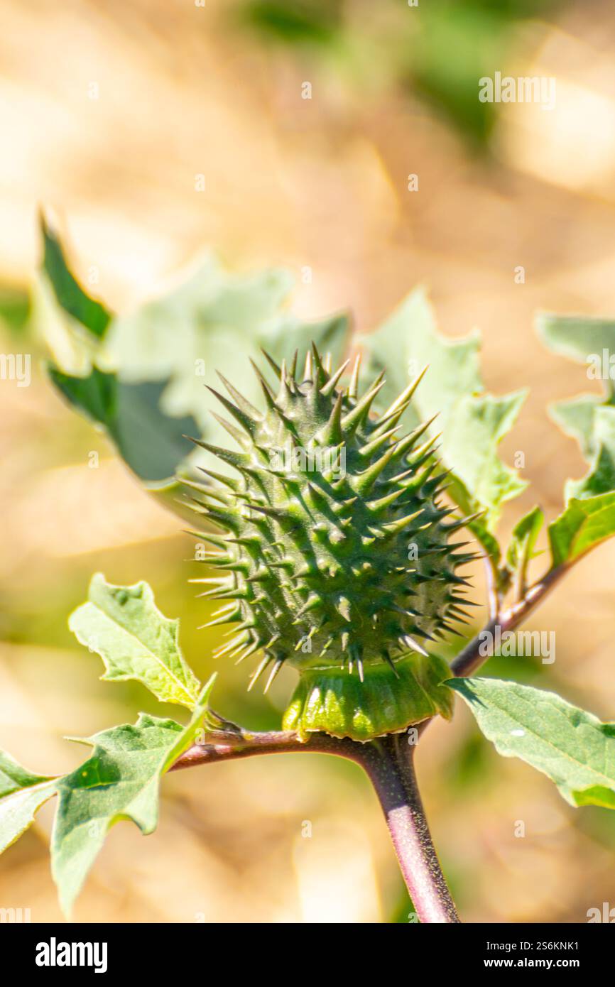 Stramoniumpflanze mit Blättern und unreifen Früchten, Samen. Datura stramonium. Stockfoto
