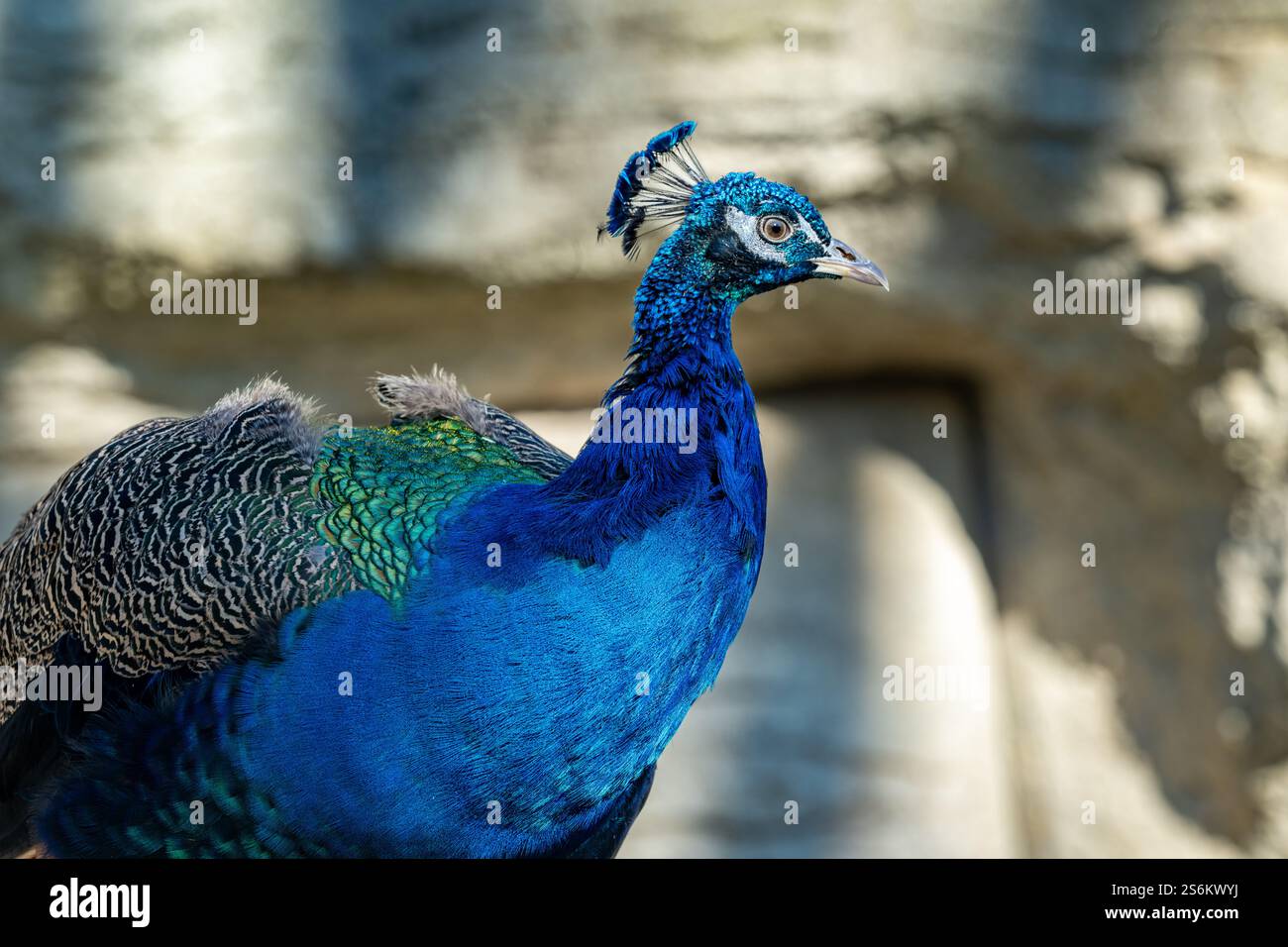 Pfau, (einen männlichen Pfauen.) Stockfoto