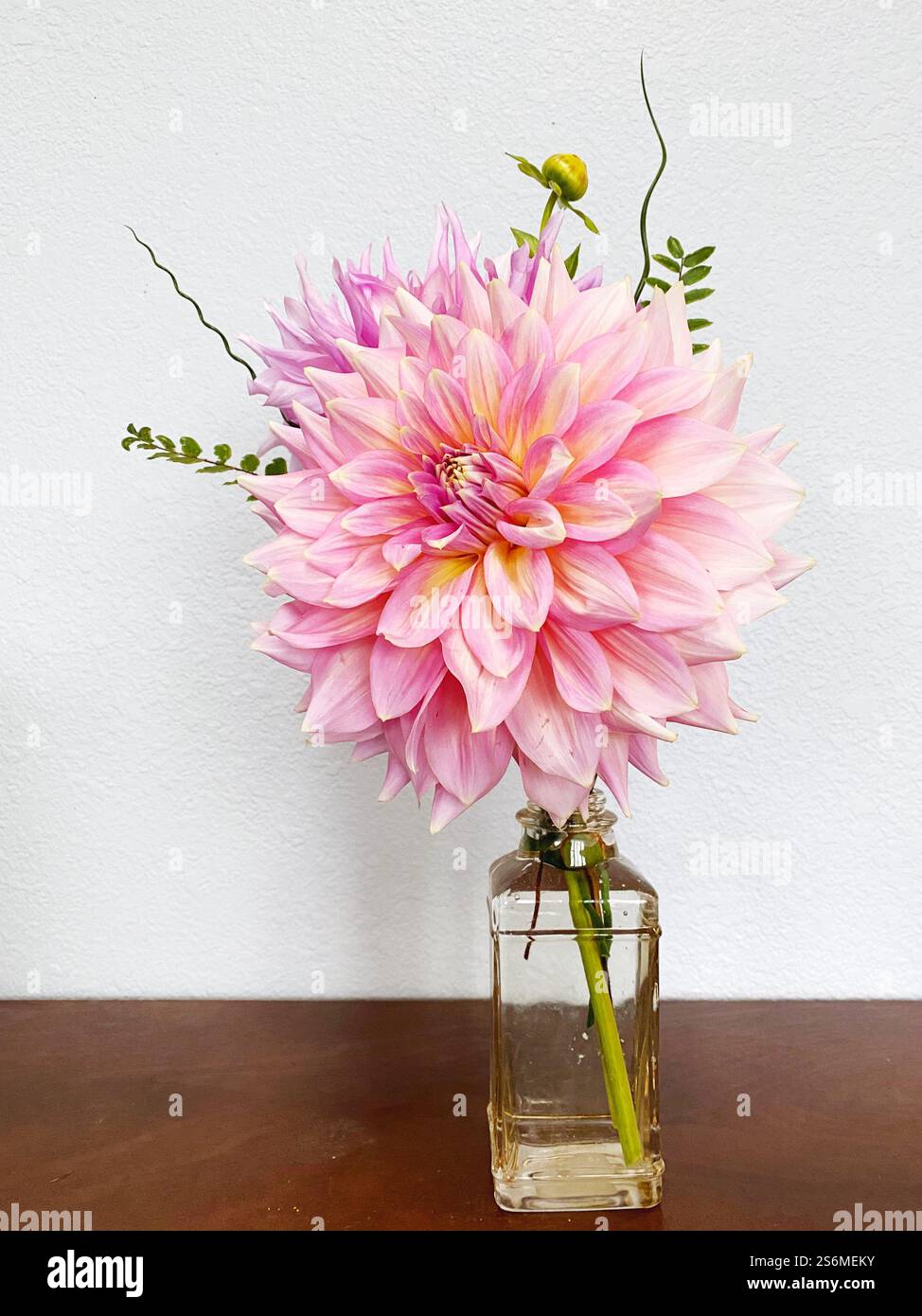 Eine Dahlienblume in einer kleinen Glasvase. Stockfoto