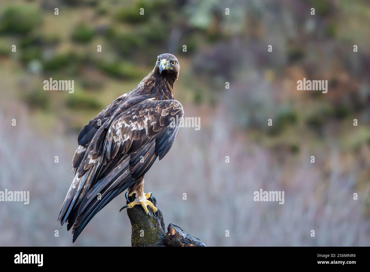 Goldenadler (Aquila chrysaetos) auf einem Baum, Spanien Stockfoto