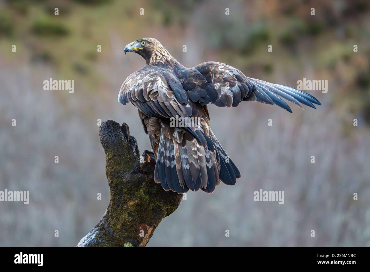 Goldenadler (Aquila chrysaetos) auf einem Baum, Spanien Stockfoto