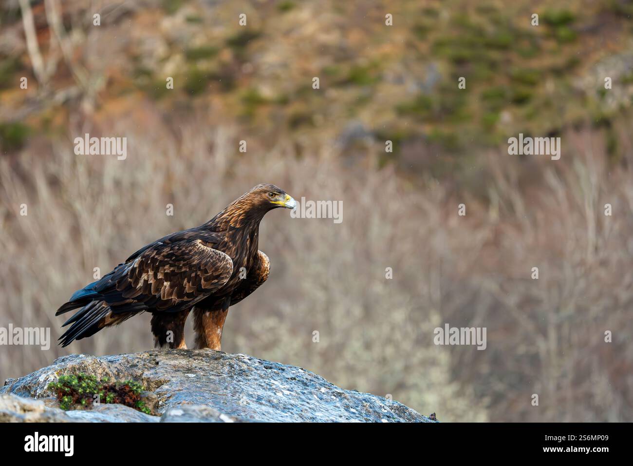 Goldenadler (Aquila chrysaetos) auf einem zerklüfteten Felsen, Spanien Stockfoto
