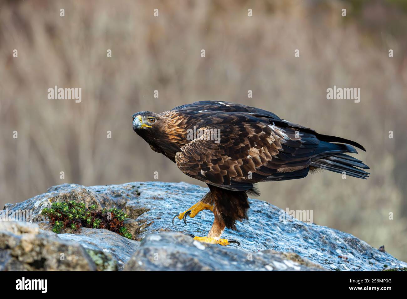 Goldenadler (Aquila chrysaetos) auf einem zerklüfteten Felsen, Spanien Stockfoto