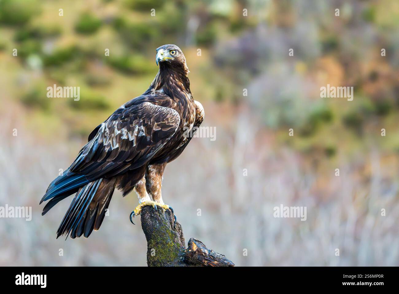 Goldenadler (Aquila chrysaetos) auf einem Baum, Spanien Stockfoto