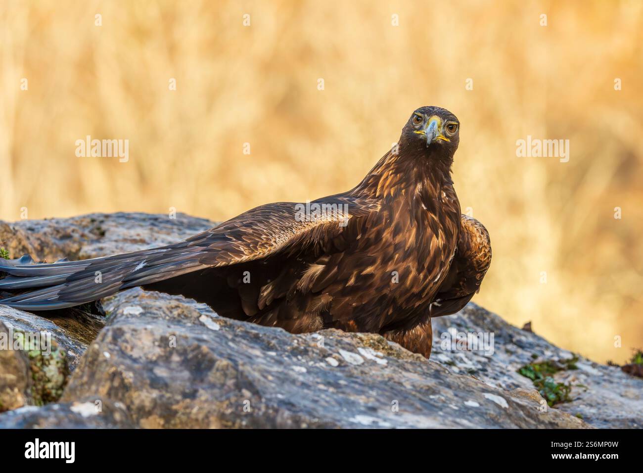 Goldenadler (Aquila chrysaetos) auf einem zerklüfteten Felsen, Spanien Stockfoto