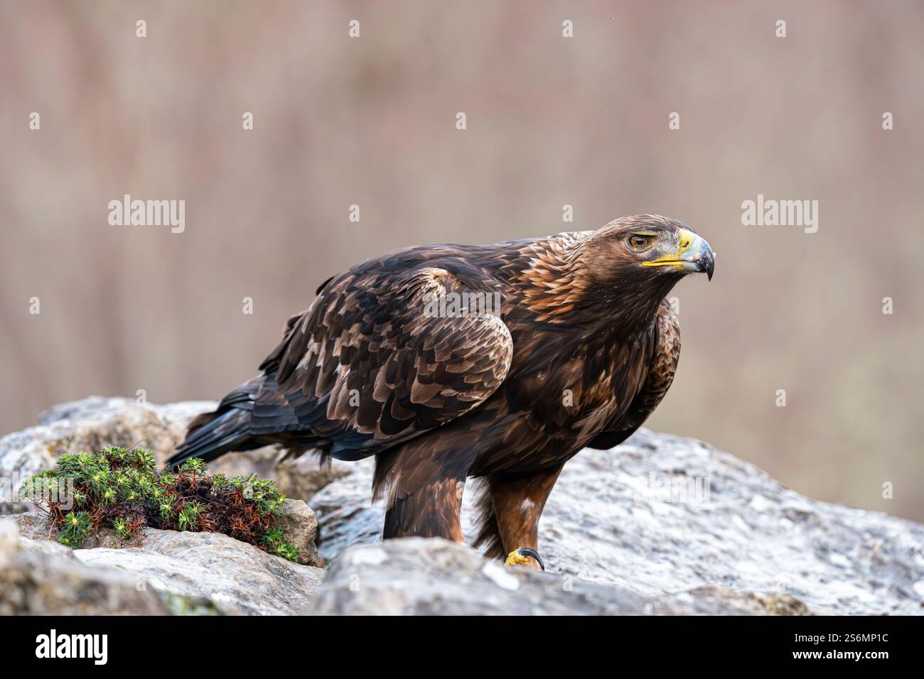 Goldenadler (Aquila chrysaetos) auf einem zerklüfteten Felsen, Spanien Stockfoto