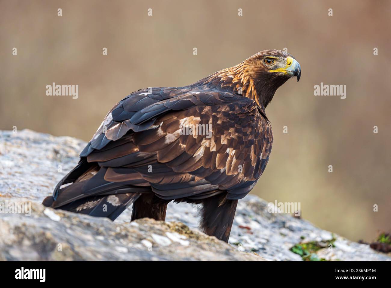 Goldenadler (Aquila chrysaetos) auf einem zerklüfteten Felsen, Spanien Stockfoto
