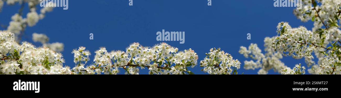 Obst Blüten Stockfoto