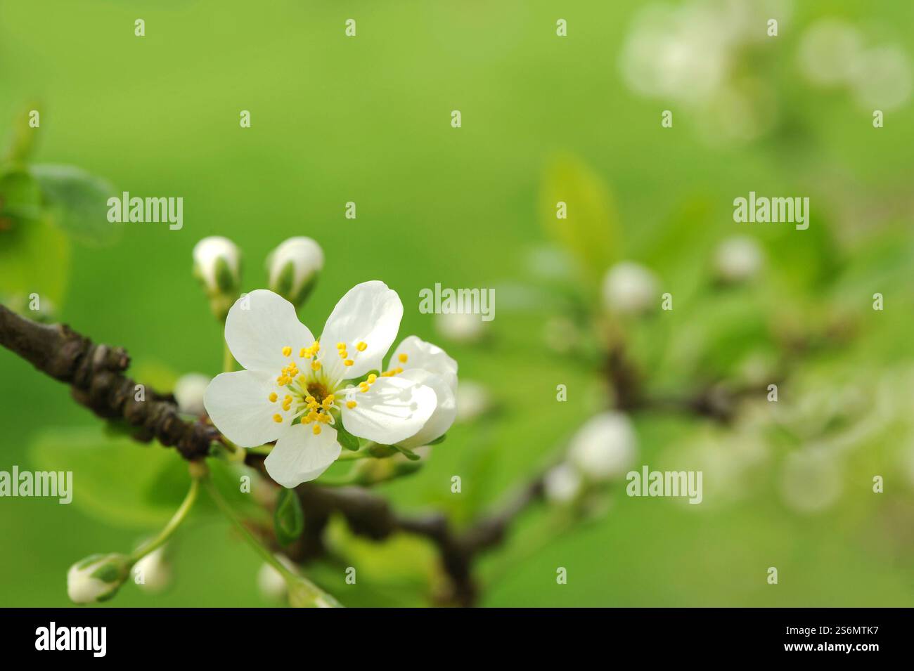 Plum Blossom Stockfoto