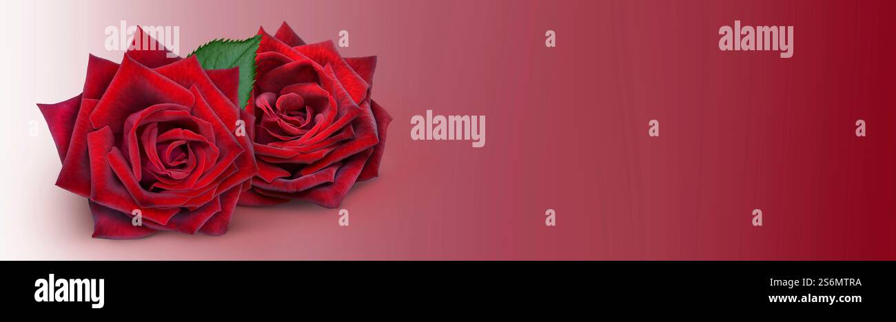 Vorlage für ein Paar Rosen Stockfoto
