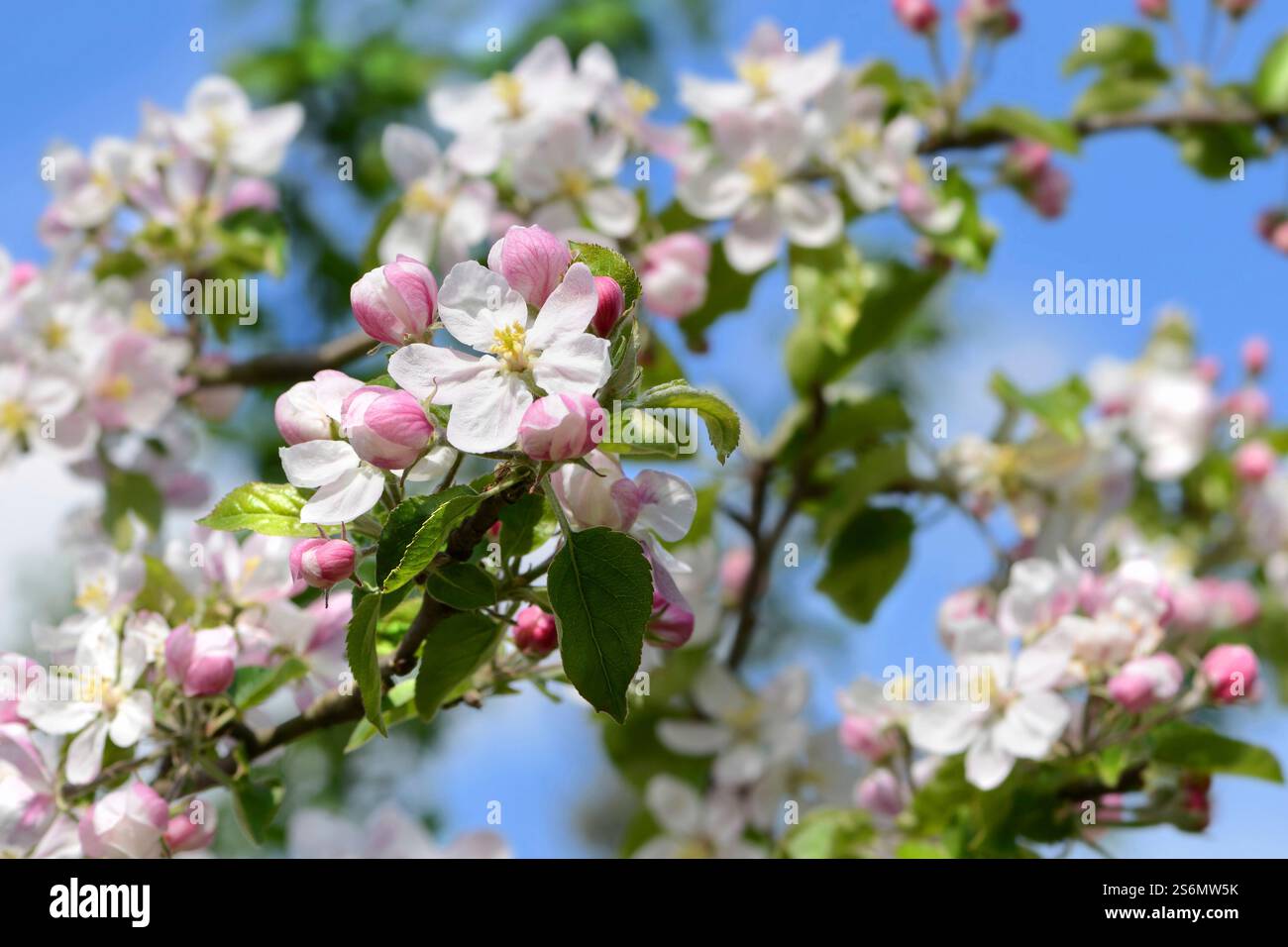 Apfelblüten Stockfoto