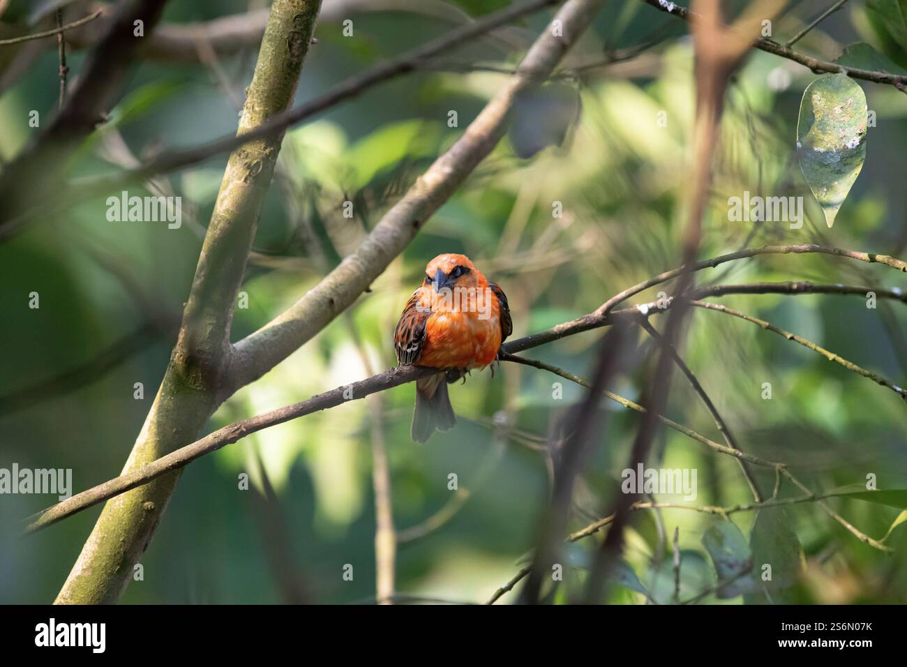 Männlicher Madagaskar-Weber Stockfoto