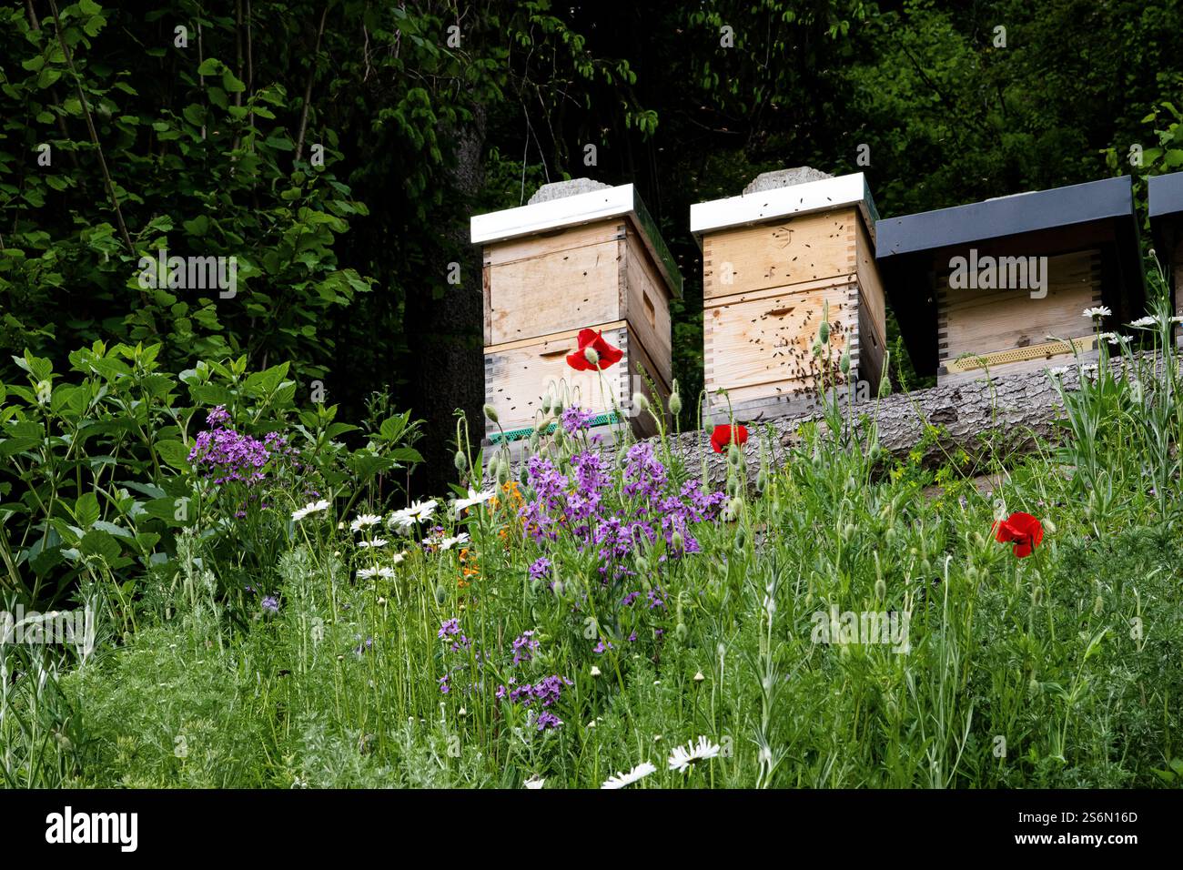 Sommerwiese vor Bienenstöcken Stockfoto