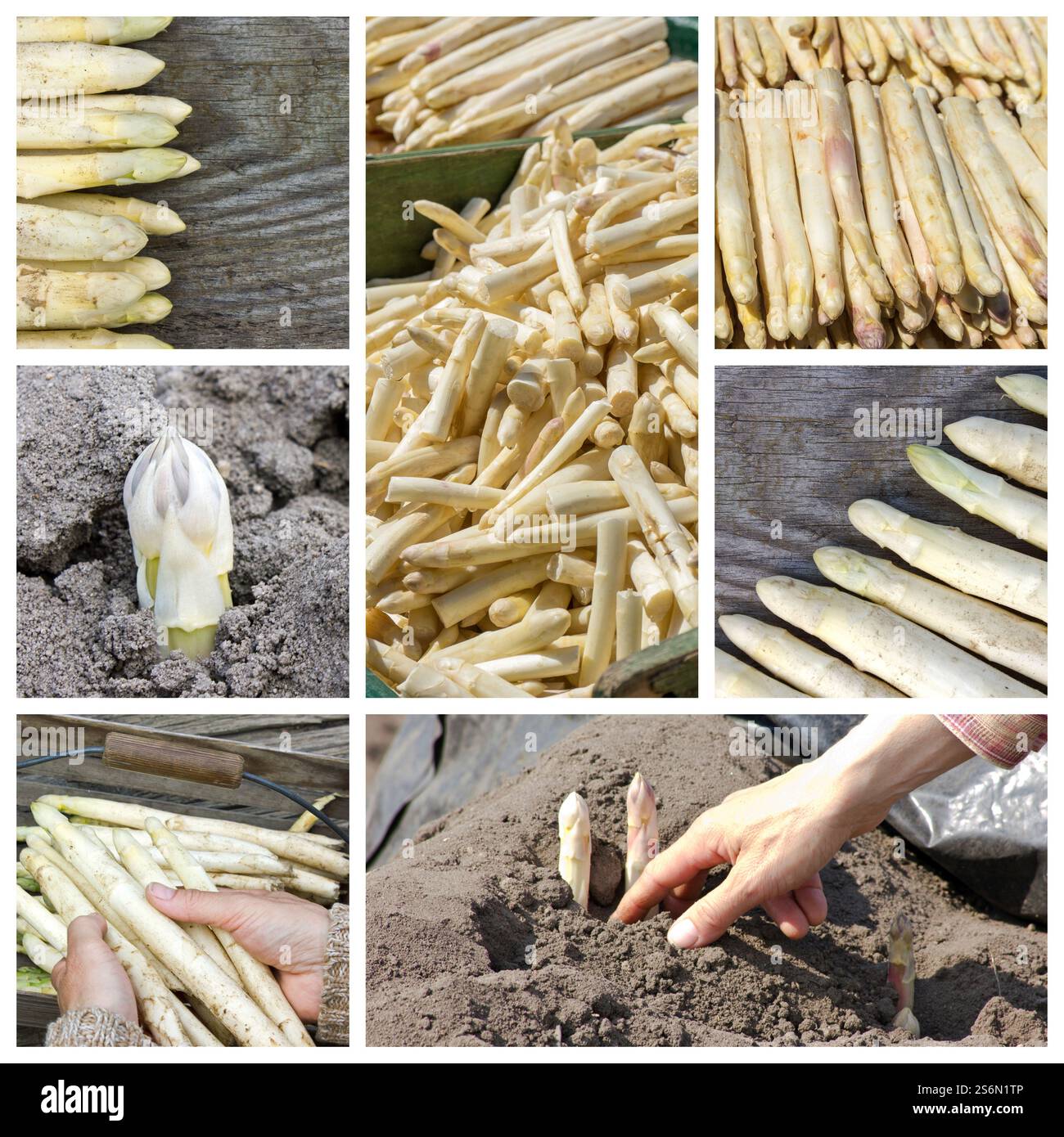 Collage mit weißem Spargel Stockfoto