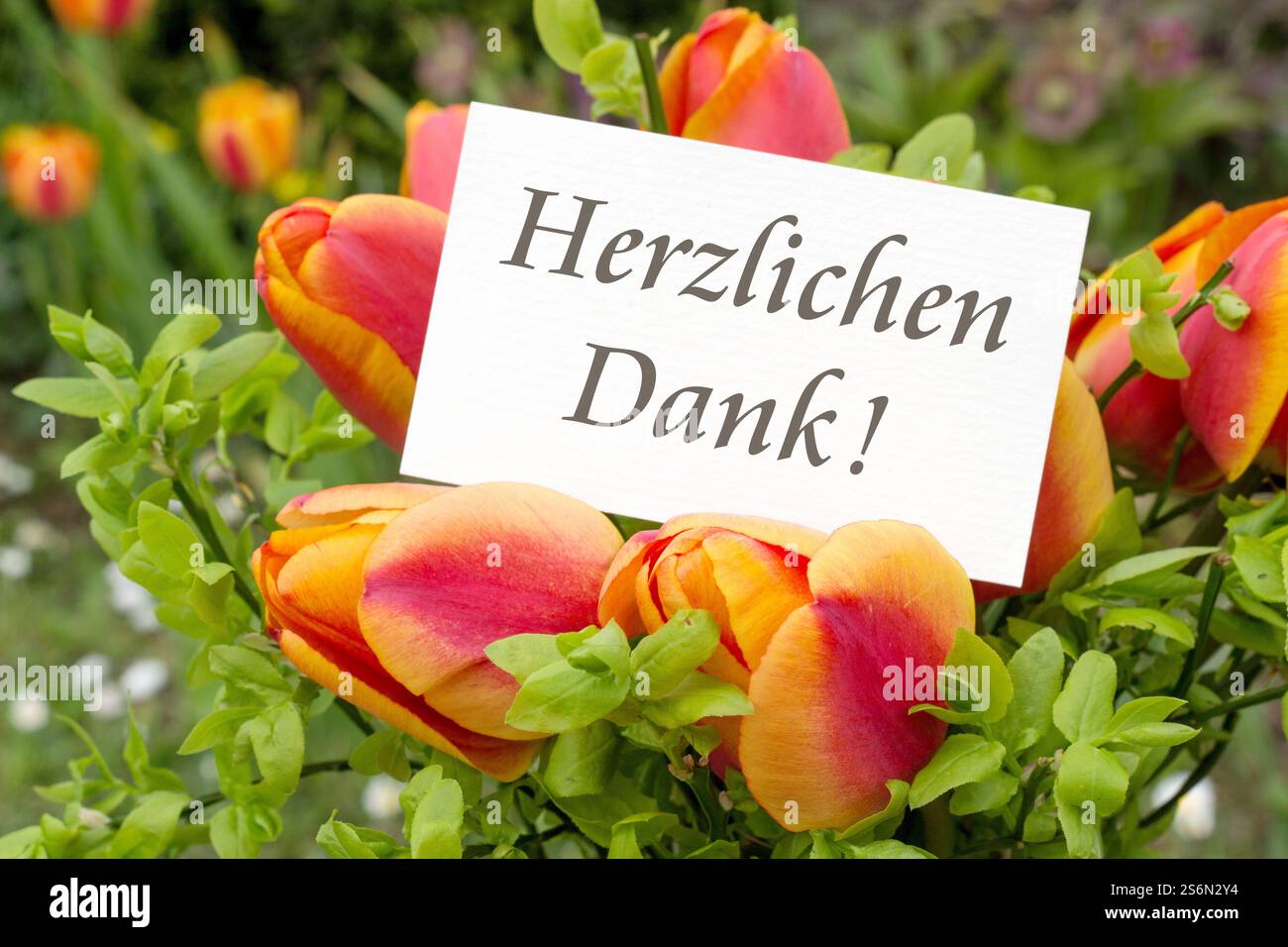 Grußkarte mit Tulpen und deutschem Text: Vielen Dank Stockfoto