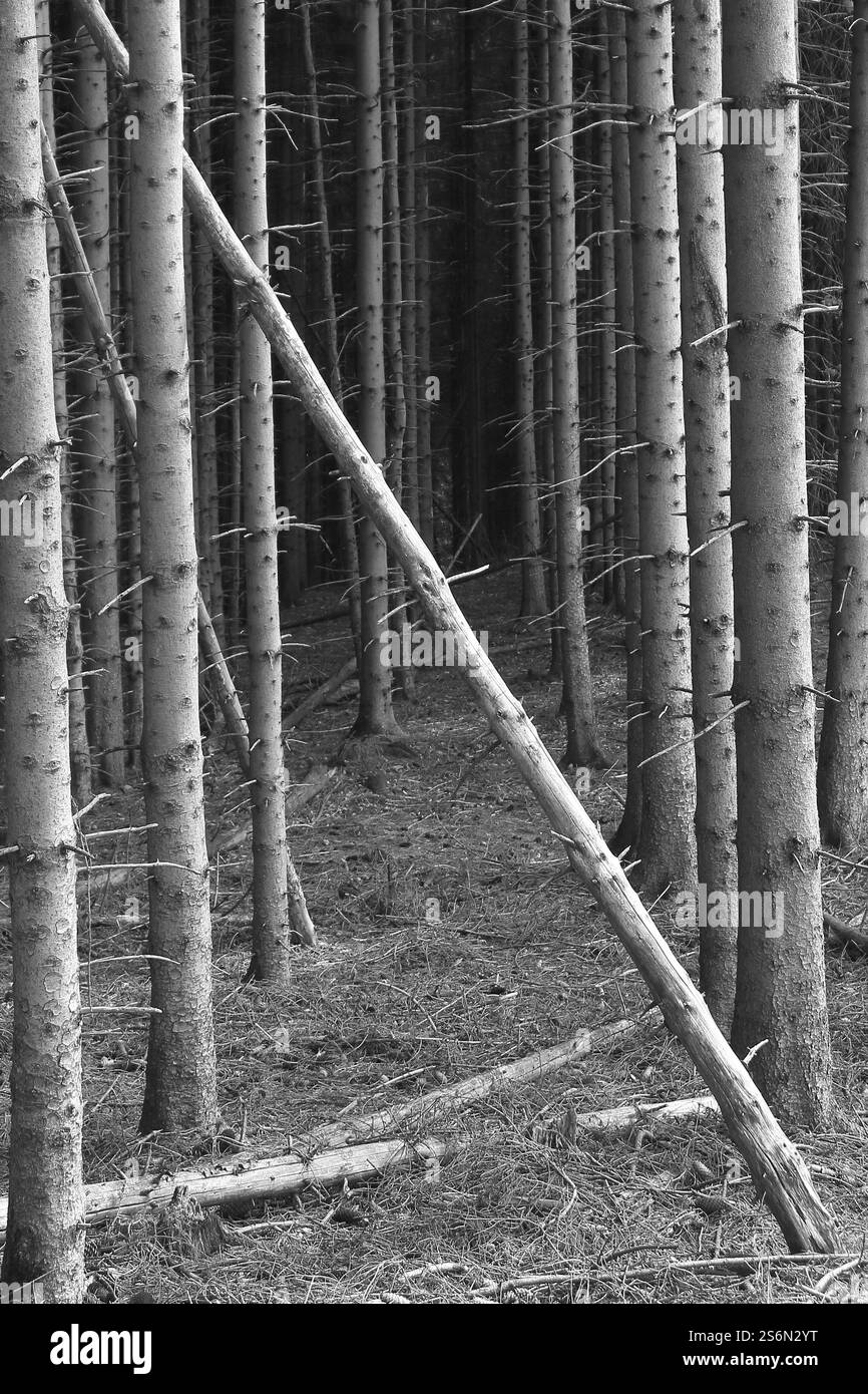 Monochrome Monokultur Stockfoto