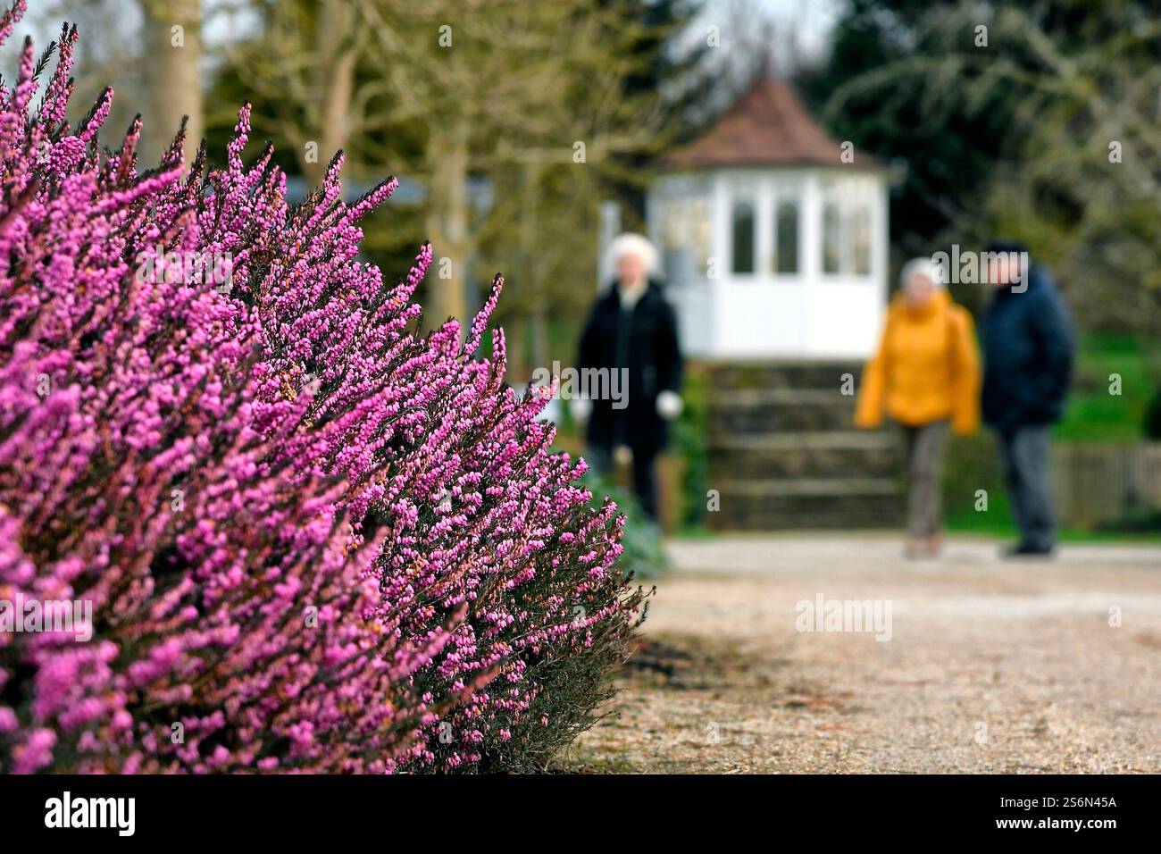 Blühende Winterheidekraut vor dem Teepavillon im Park der Gärten in Bad Zwischenahn-Rostrup Stockfoto