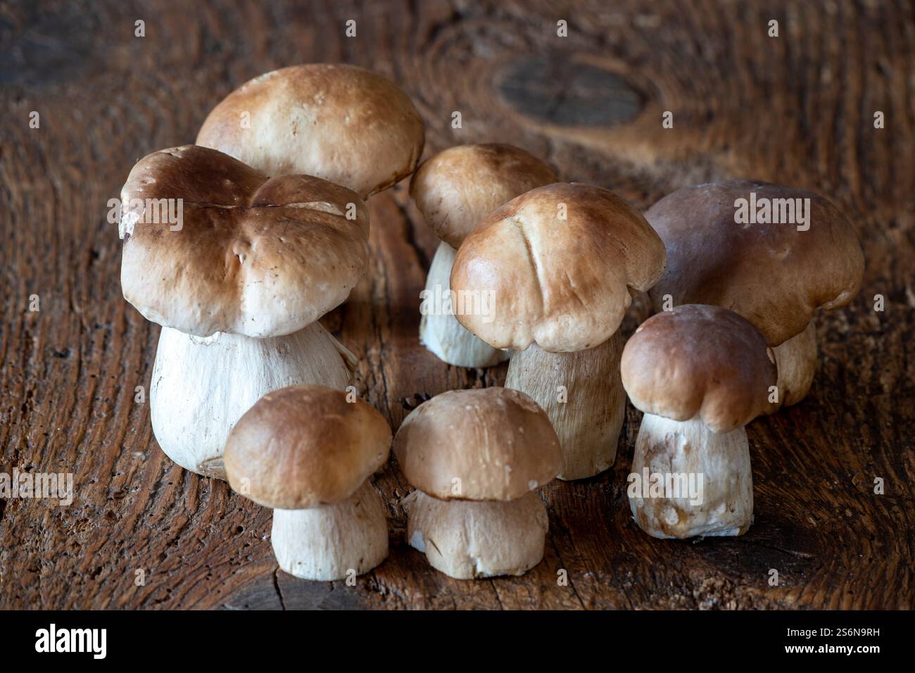 Porcini-Pilze auf rustikalem Holz Stockfoto