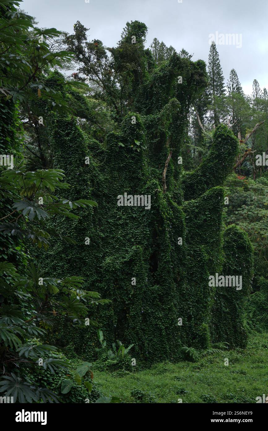 Üppiger tropischer Wald mit hoch aufragenden Bäumen, dichtem Laub und lebendigem grünem Unterholz, das eine ruhige und unberührte Wildnis-Atmosphäre schafft. Stockfoto