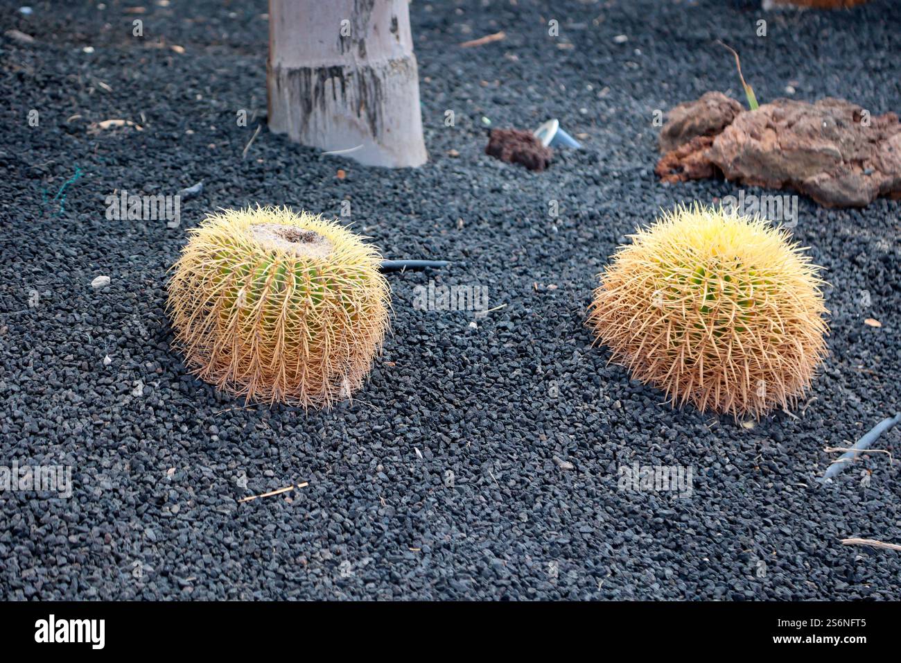 Ein großer runder Kakteen. Manchmal auch als Schwiegermutter-Stuhl bezeichnet Stockfoto