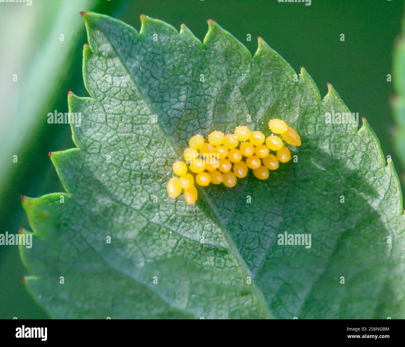 saatgut mangold BIO Mangold Samen (Rhubarb)