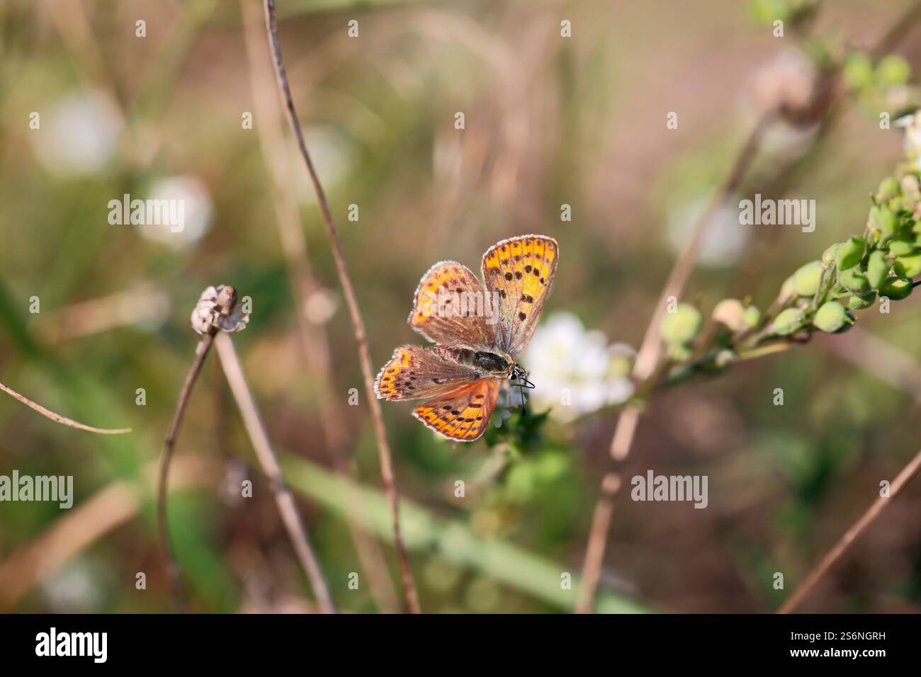Ein Schmetterling sitzt auf einer Pflanze Stockfoto