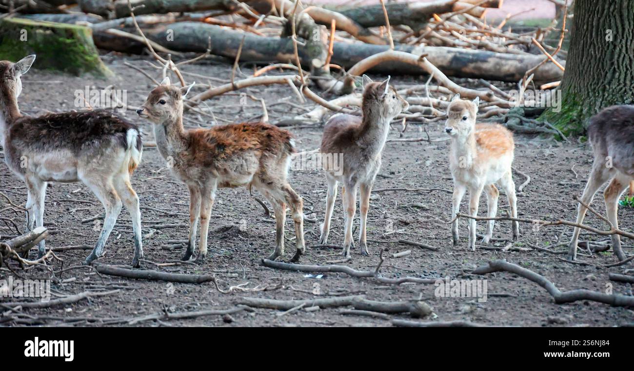 Hirsche, Hirsche, Klauentiere in einem Gehege Stockfoto