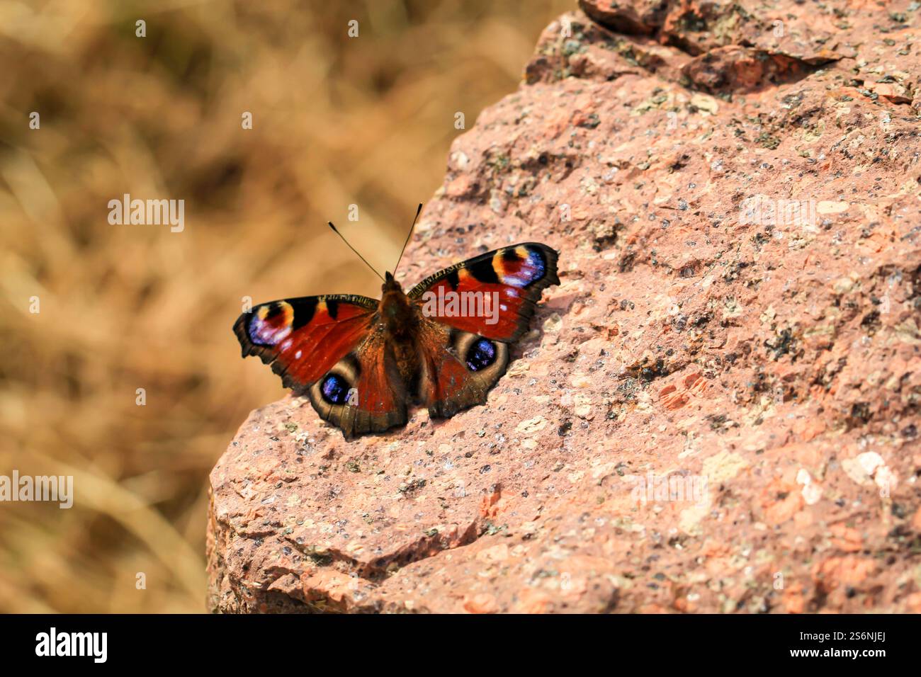 Ein Porträt eines Pfauenfalters, der auf einem Stein sitzt Stockfoto
